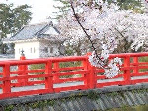 小田原城の桜その1