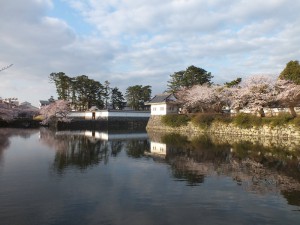 小田原城の桜その2