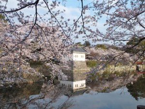 小田原城の桜その3