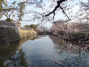 小田原城の桜その4