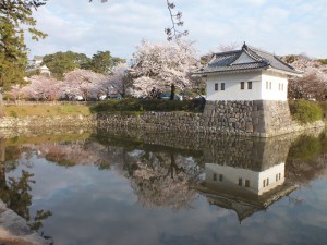 小田原城の桜その5