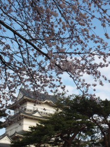 小田原城の桜その6