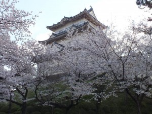 小田原城の桜その7