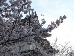 小田原城の桜その8
