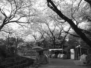 小田原城の桜その9