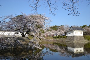 二の丸堀周辺の桜2