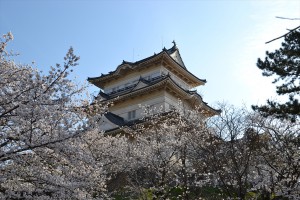 屏風岩の桜1