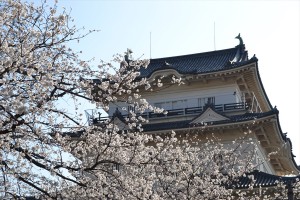 屏風岩の桜2