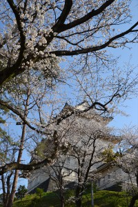 屏風岩の桜3