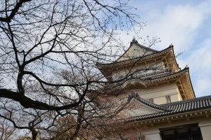 小田原城の桜(様子見編)2