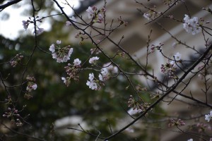 小田原城の桜(様子見編)1