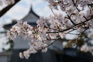 銅門と桜