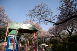 遊園地と桜