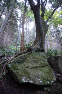 石垣用石材とそこに根を張った木