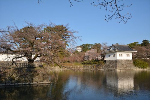 小田原城の桜(3月25日)#1