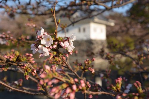 小田原城の桜(3月25日)#2