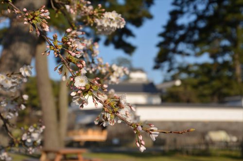 小田原城の桜(3月25日)#3