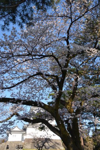 小田原城の桜(3月25日)#4