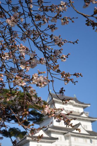 小田原城の桜(3月25日)#5
