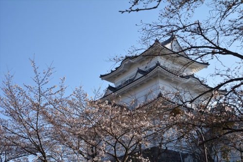 小田原城の桜(3月25日)#6