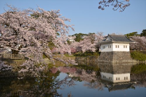 小田原城の桜(3月31日)#2