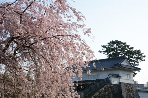 小田原城の桜(3月31日)#6