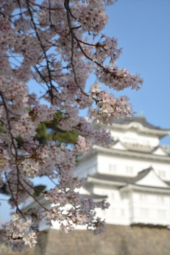 小田原城の桜(3月31日)#8