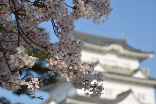 小田原城の桜(3月31日)#9