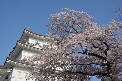 小田原城の桜(3月31日)#10