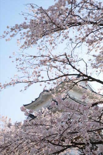 小田原城の桜(3月31日)#11