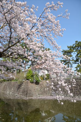 小田原城の桜(3月31日)#16